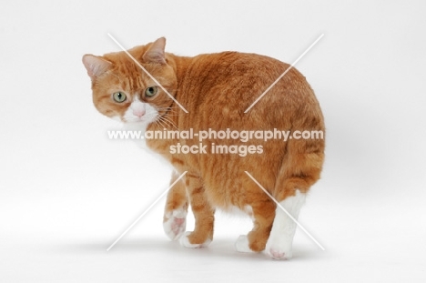 Manx cat back view, Red Mackerel Tabby & White colour