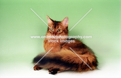ruddy Somali cat on green background