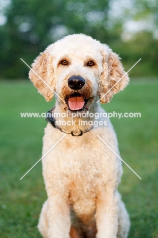 Goldendoodle front view