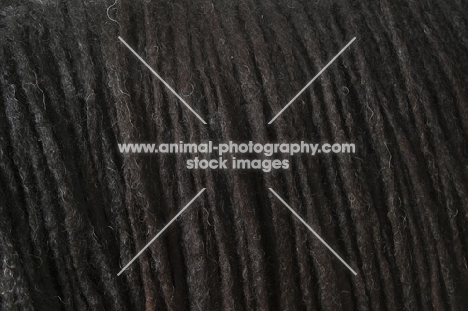 Australian Champion Puli coat