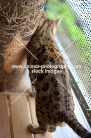 Bengal male cat, back view