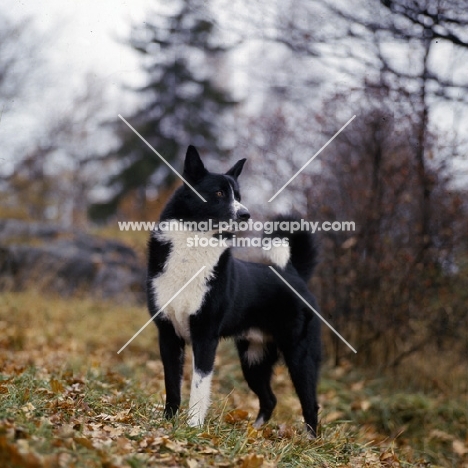 mostodalens centre, carelian bear dog standing in a forest