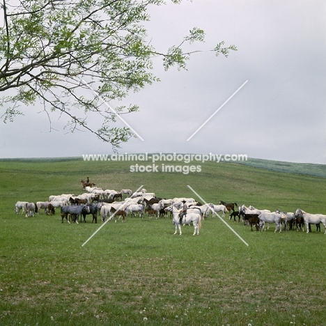 Lipizzaner mares and foals with two hungarian riders at Szilvasvarad