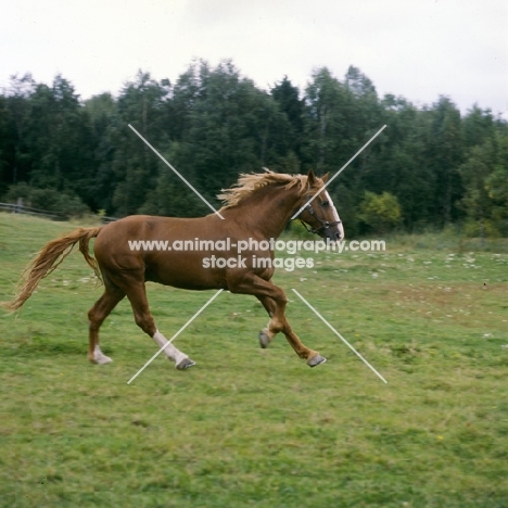 Martini, Frederiksborg stallion cantering across field running