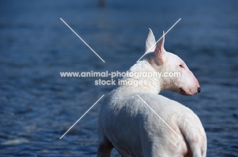 white bull terrier standing in front of blue water and looking aside