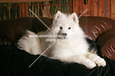 Samoyed dog on sofa