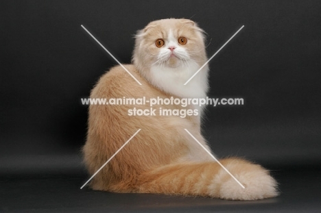 back view of Scottish Fold Longhair, Cream Mackerel Tabby & White, sitting down