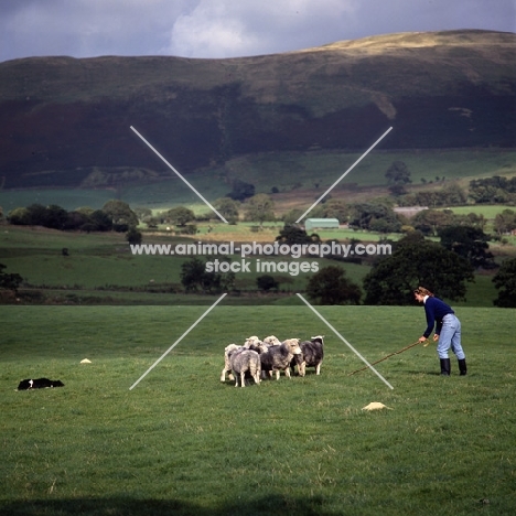 border collie working herdwick sheep with girl shepherd  on 'one man and his dog', lake district