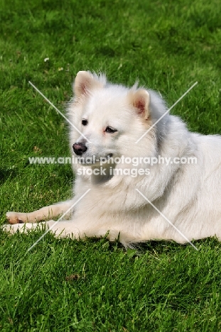 Standard German Spitz lying on grass