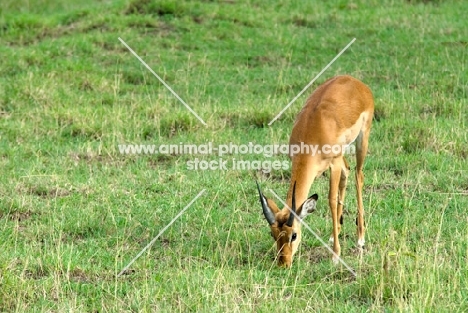 young impala grazing