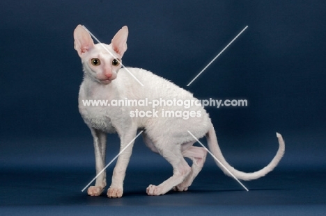 Cornish Rex walking, white (gold eye)