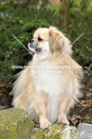 Tibetan Spaniel