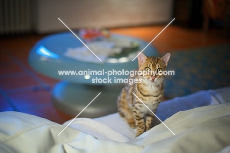 young Bengal cat sitting on white couch