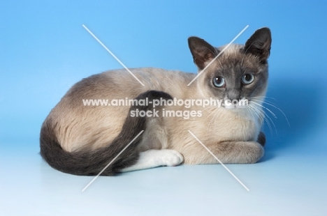 blue point snowshoe cat