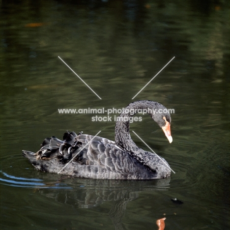 black swan on dark water