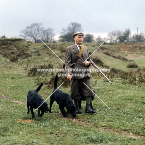 labradors out shooting