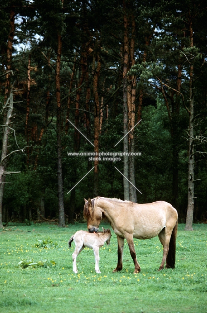 dulmen pony mare and foal in merfelder bruch