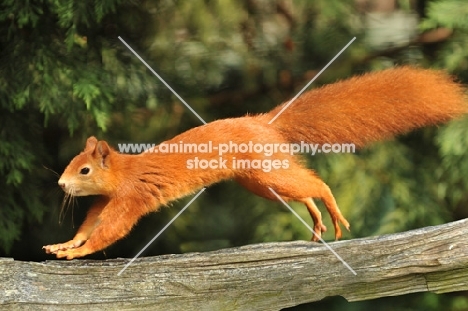 red squirrel