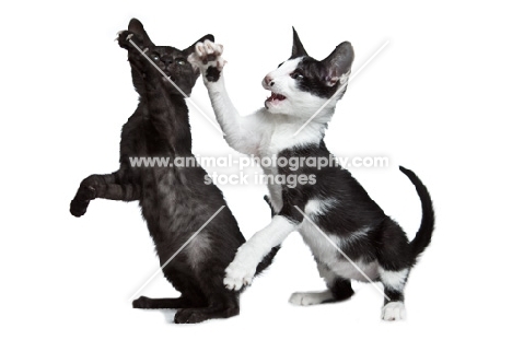 2 Peterbald kittens playing, 10 weeks