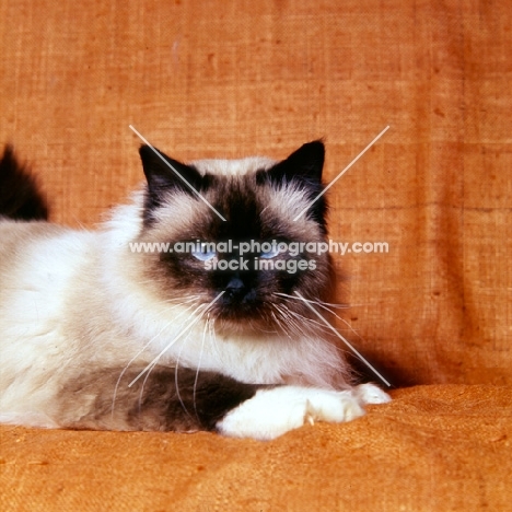 seal point birman cat looking at camera