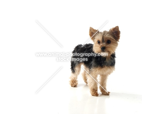young Yorkshire Terrier on white background