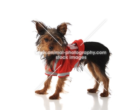 yorkshire terrier in jumper