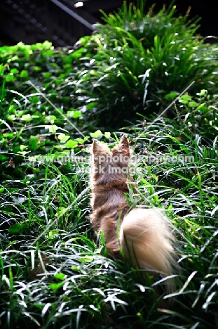 long-haired chihuahua standing in long grass
