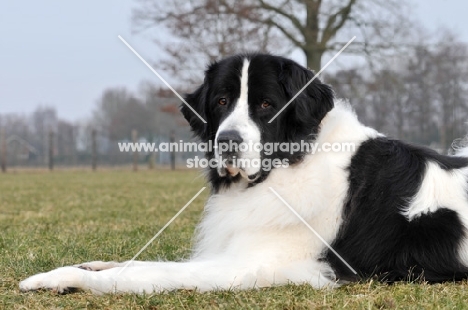 Newfoundland, also known as Landseer European Continental Type (E.C.T.)