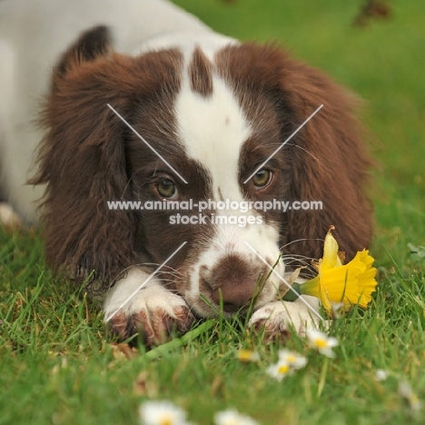cute springer spaniel puppy in grass with flower