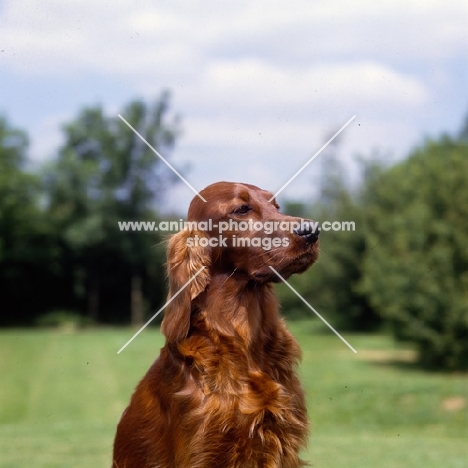 tosca, irish setter head and shoulders 