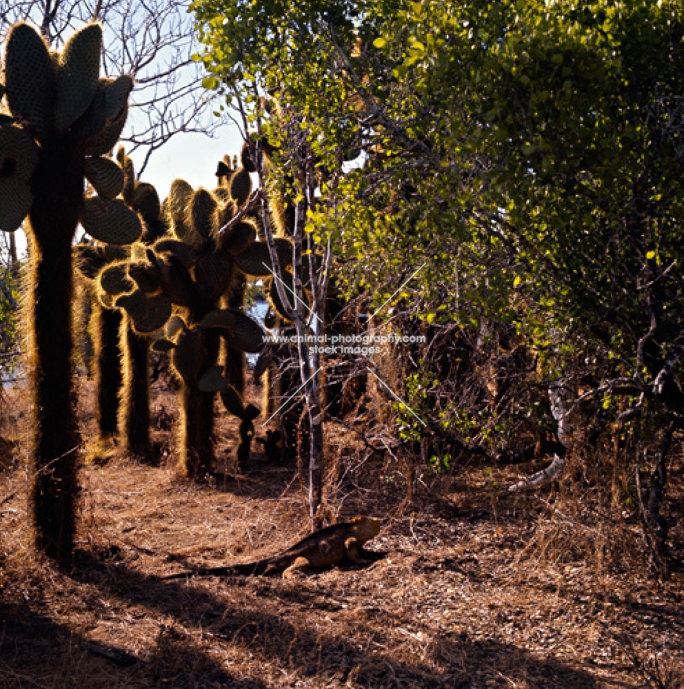 land iguana near opuntia cactus forest on santa cruz island, galapagos islands