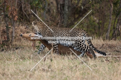 Leopard picking up new kill to hide in undergrowth. Masai Mara