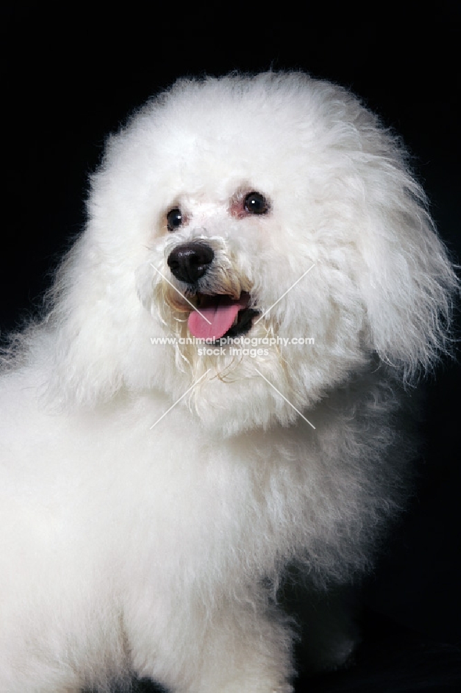 bichon frise sitting in front of black background