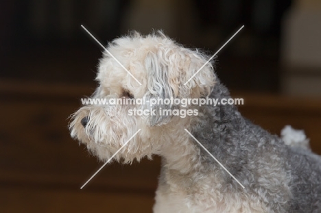 Yorkipoo (Yorkshire Terrier / Poodle Hybrid Dog) also known as Yorkiedoodle
