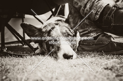 Cardigan Corgi lying down