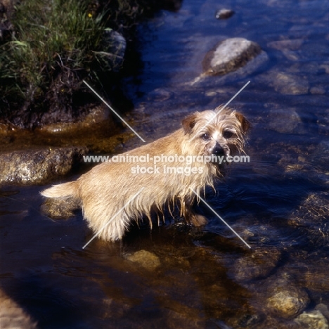 norfolk terrier standing in a stream