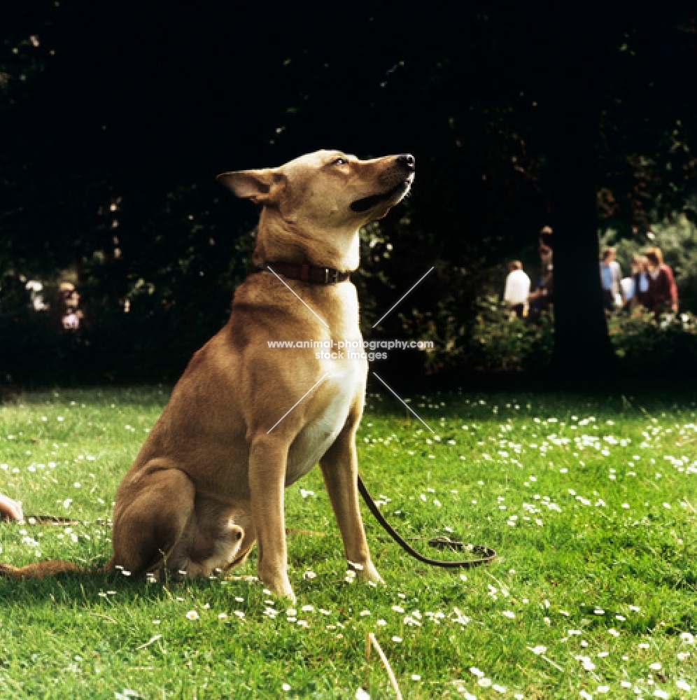 canaan dog looking up