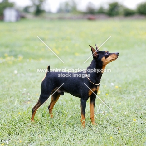 i'm your man at blandora, miniature pinscher looking up