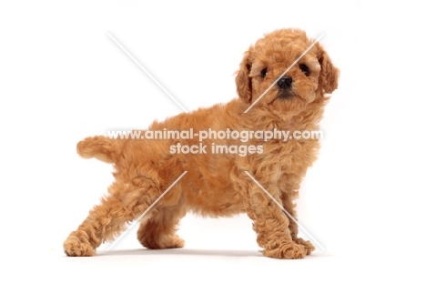 apricot toy Poodle puppy, side view