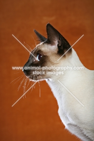 Thai Cat profile