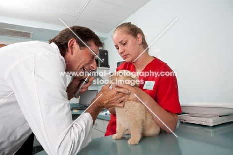 Golden Retriever puppy at the vets