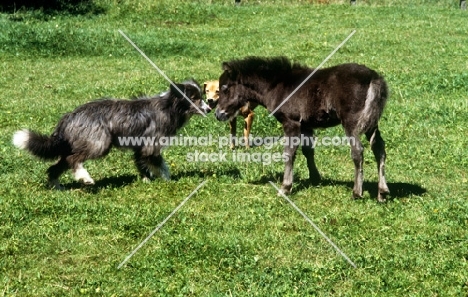 dogs meeting a foal
