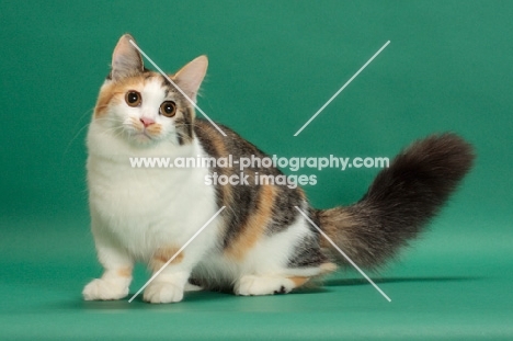 Brown Classic Torbie & White Munchkin on green background