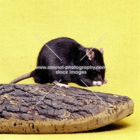 black irish pet rat washing