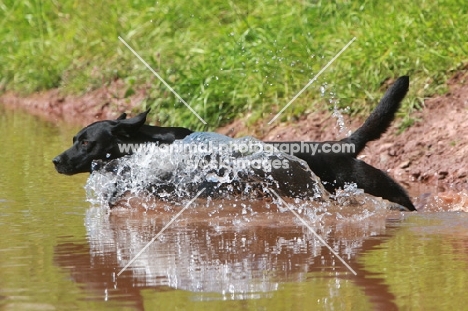 Labrador retriever running into water