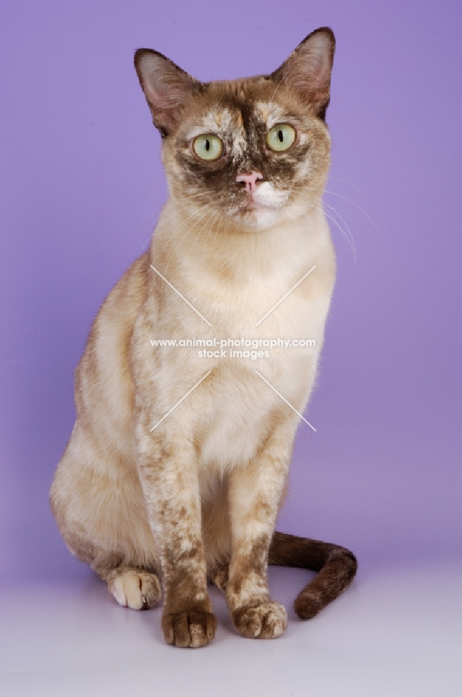 chocolate tortie burmese cat, sitting