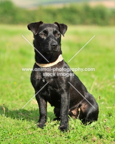 Patterdale Terrier sitting down