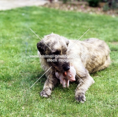 irish wolfhound licking a piglet