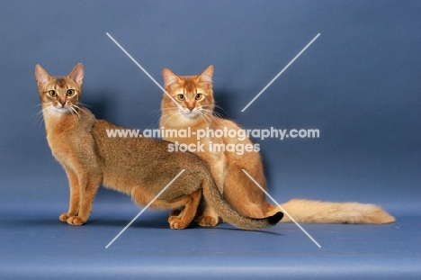 Ruddy Abyssinian and Sorrel Somali