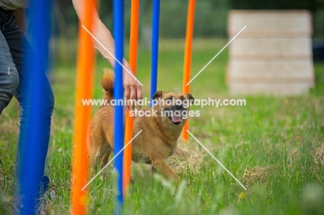 small mongrel dog slaloming between poles guided by trainer